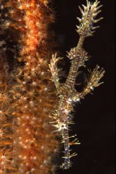 Ornate Ghost Pipefish by Richard Smith 